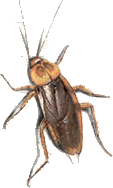 Amerikaanse Kakkerlakken
